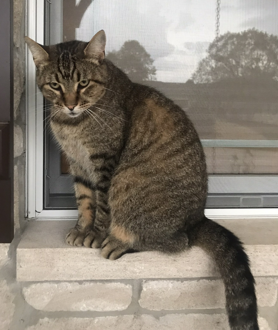 Image of Tiberius, Lost Cat