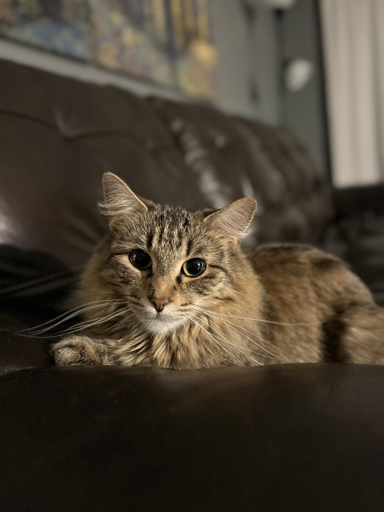 Image of Tobi, Lost Cat