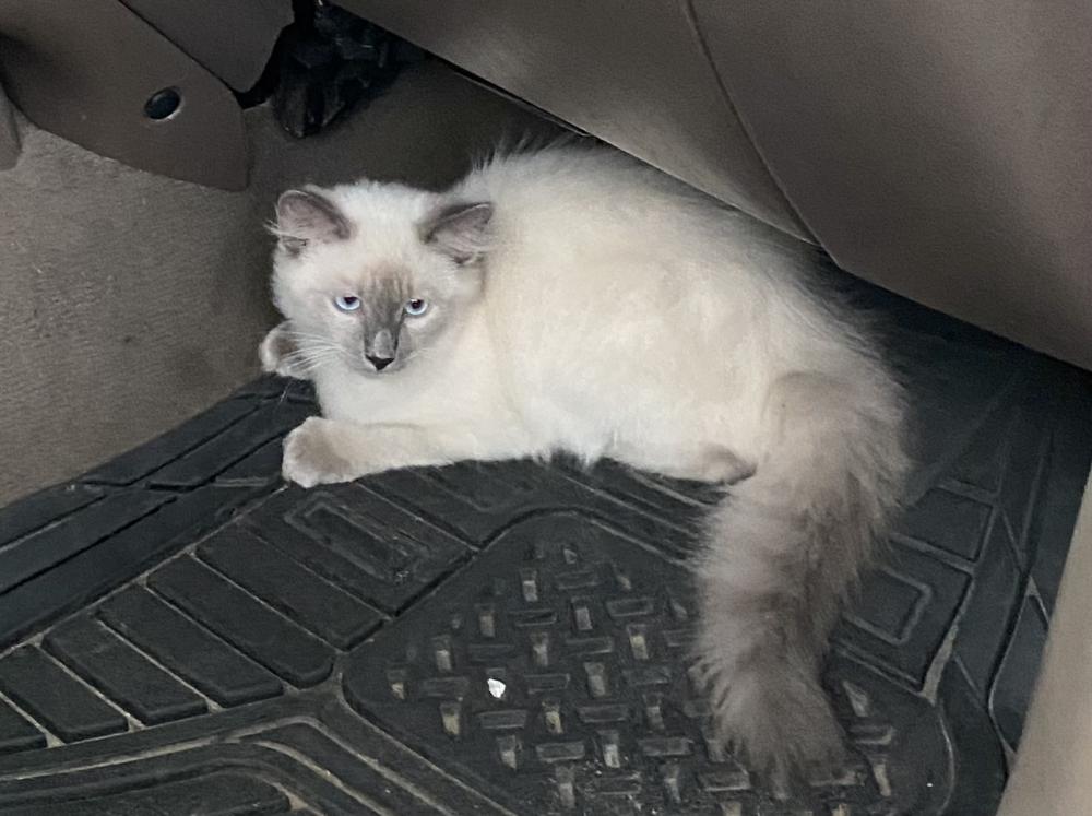 Image of leche, Lost Cat
