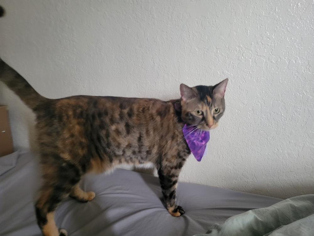Image of Clementine, Lost Cat