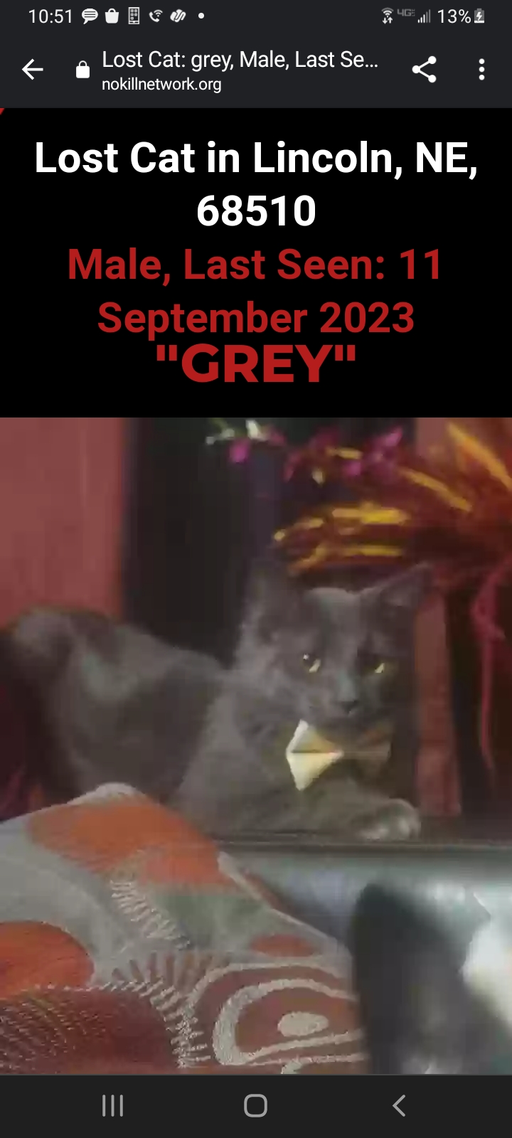 Image of Baby grey, Lost Cat