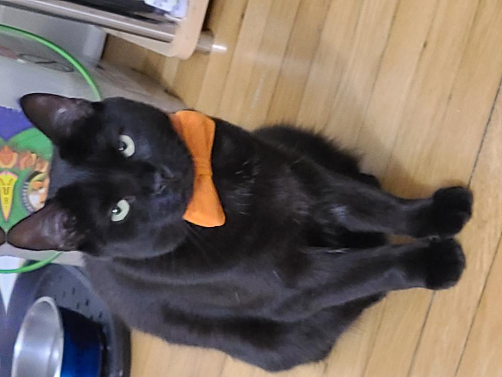 Image of Henry - Black cat, Lost Cat