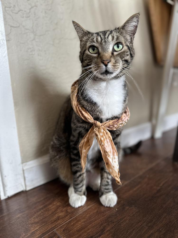 Image of Reese, Lost Cat