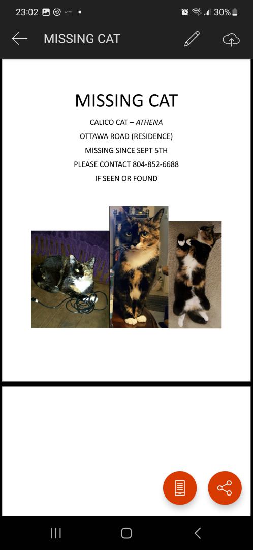 Image of Athena, Lost Cat