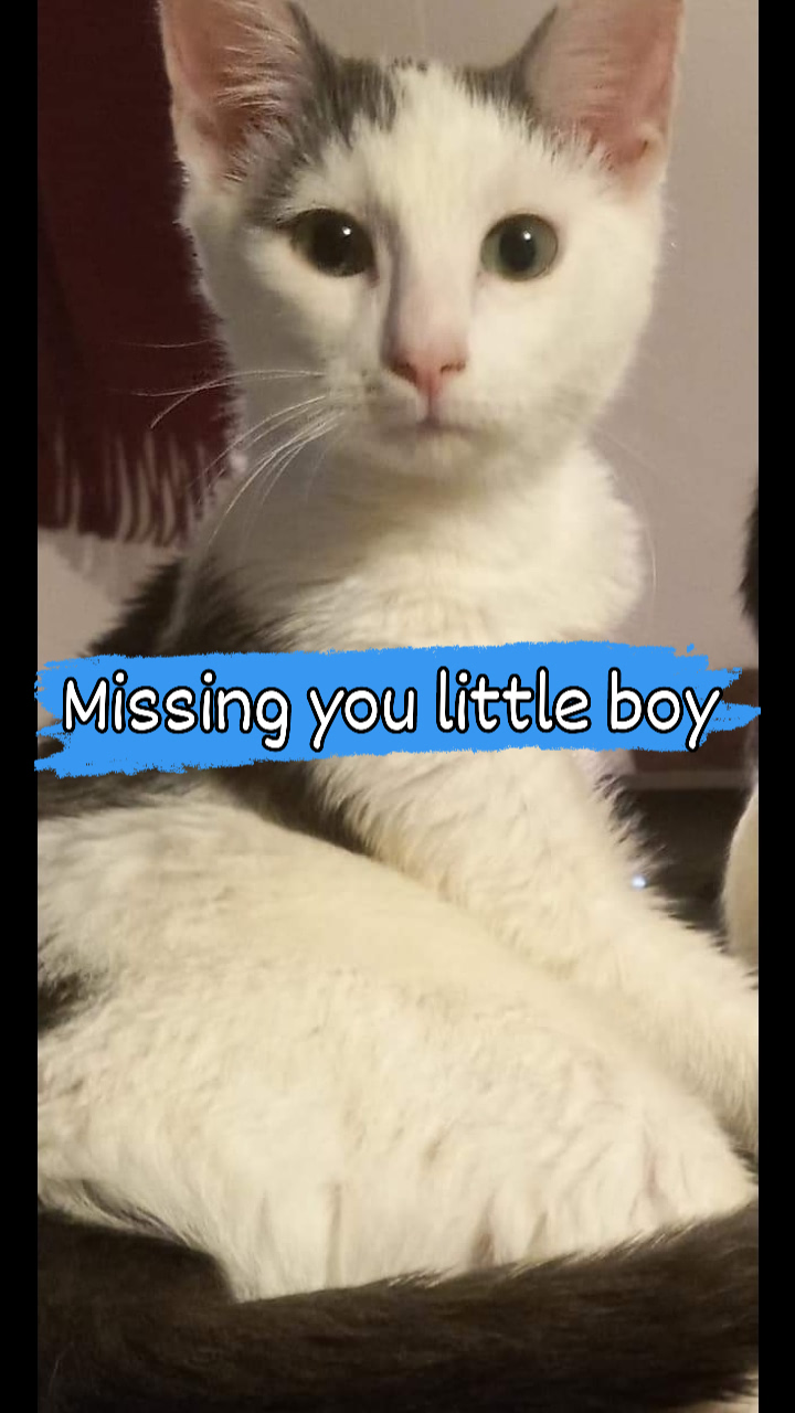 Image of Little boy, Lost Cat
