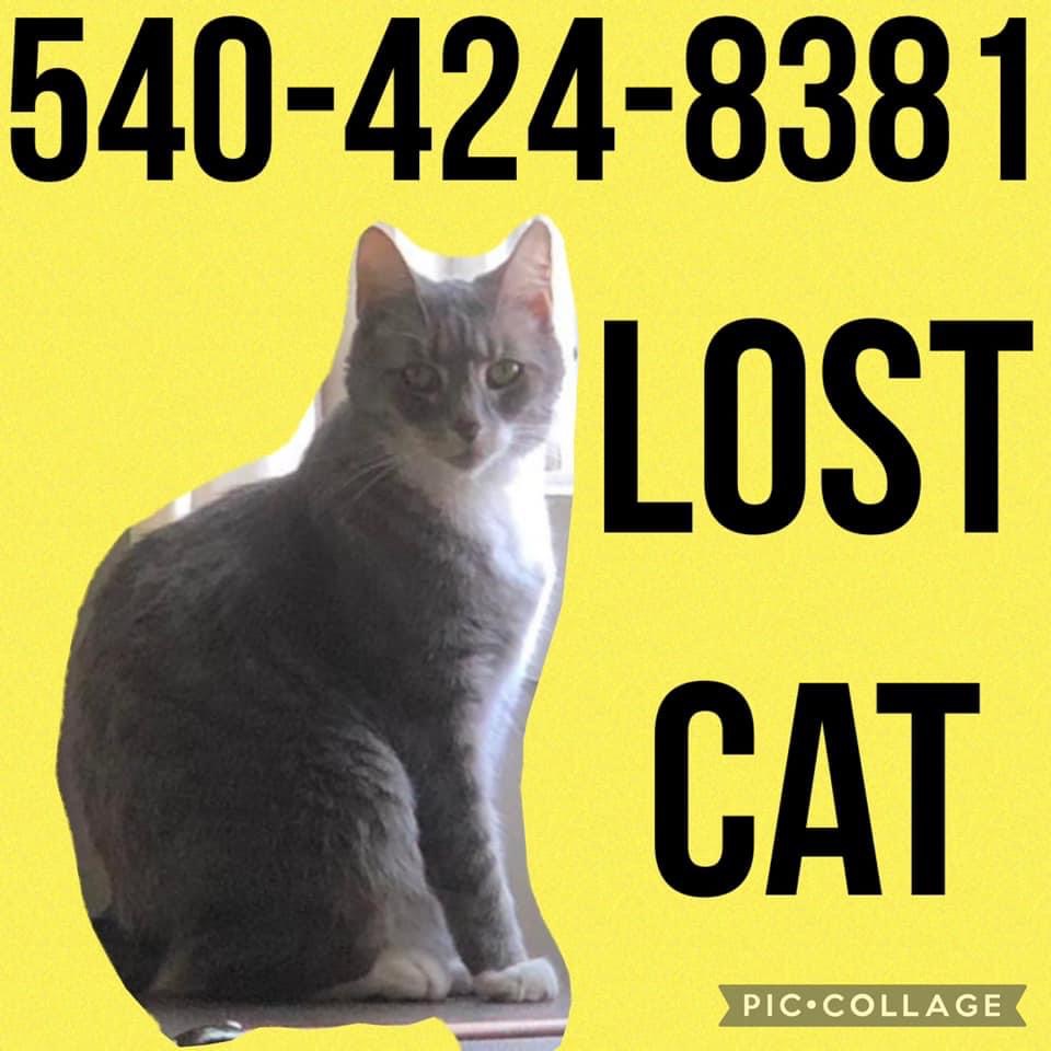 Image of Zeke, Lost Cat
