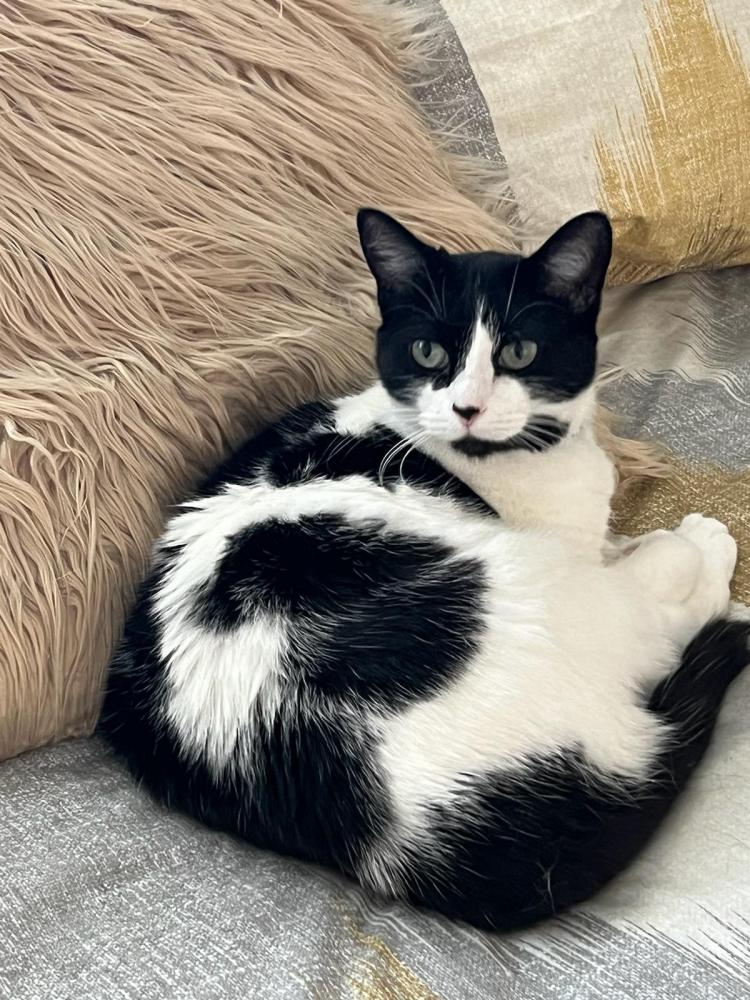 Image of Cow, Lost Cat