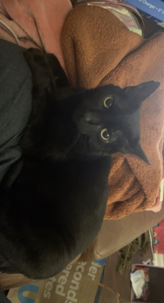Image of Ouija(marymae), Lost Cat