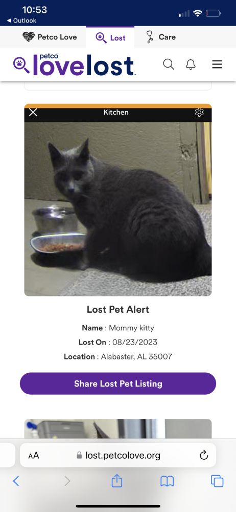 Image of Mommy kitty, Lost Cat