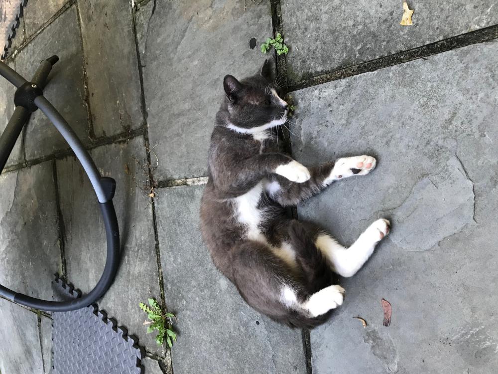 Image of Greycat, Lost Cat