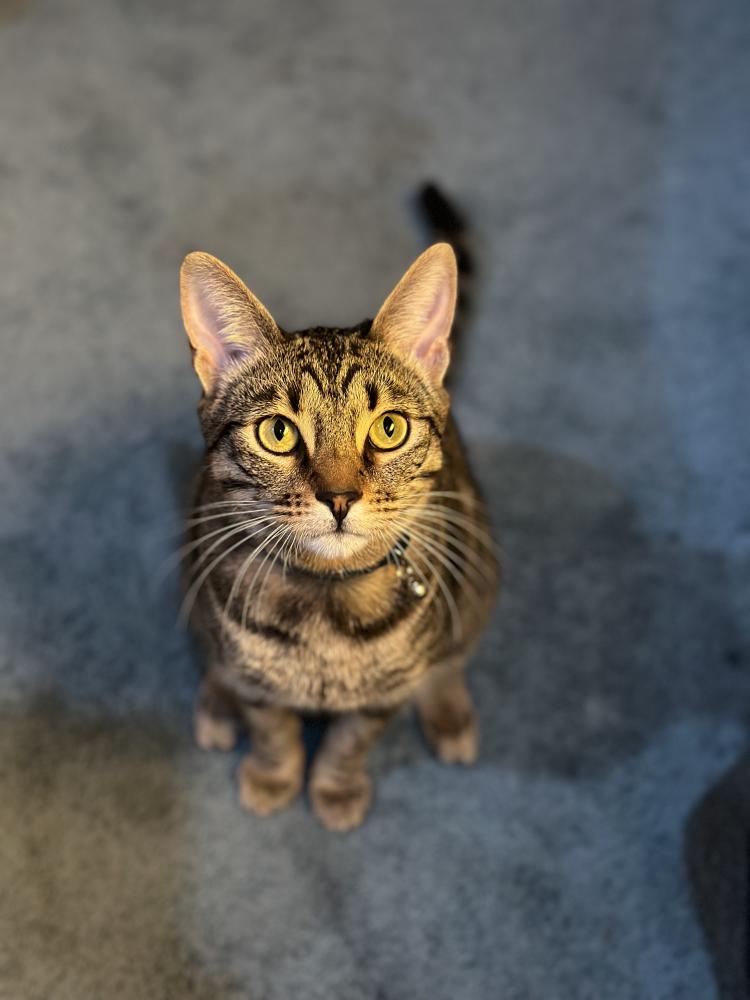 Image of Tito, Lost Cat