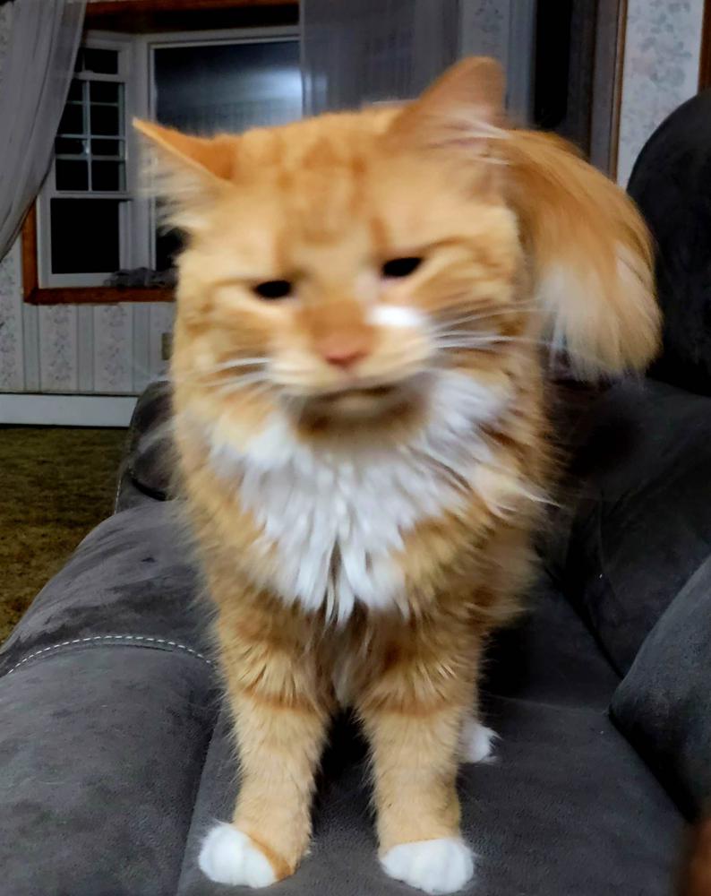 Image of Fluffybutt, Found Cat