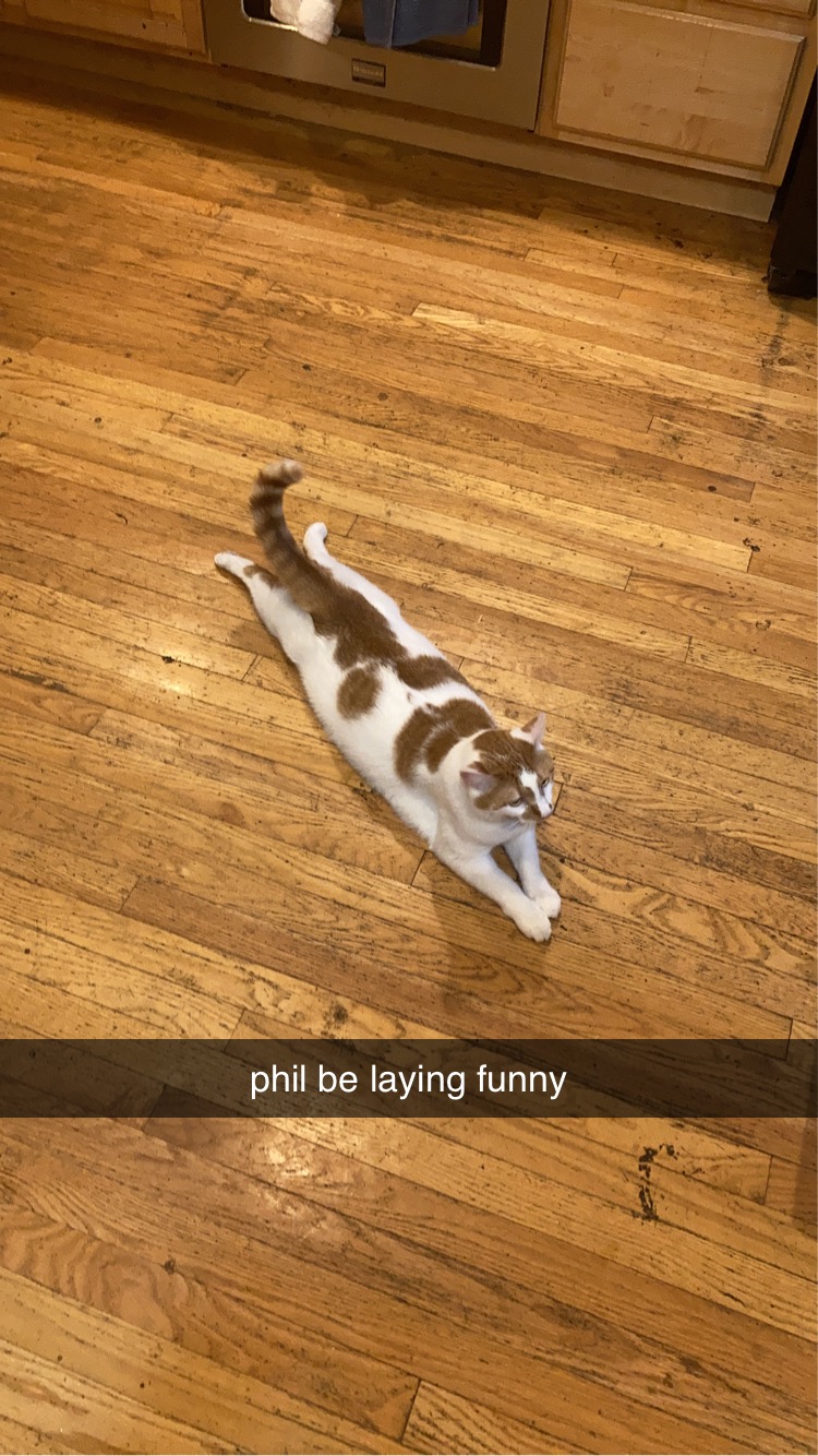 Image of Phil, Lost Cat
