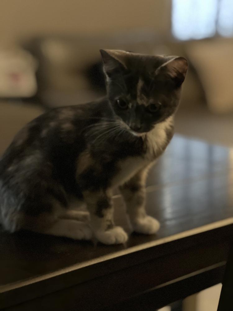 Image of Nini, Lost Cat