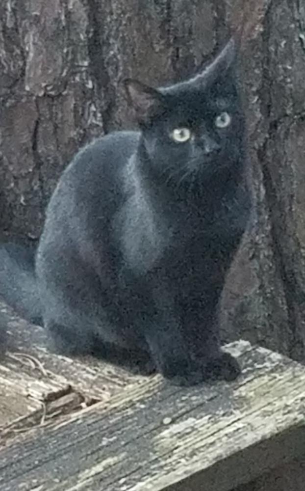 Image of Fanny, Lost Cat