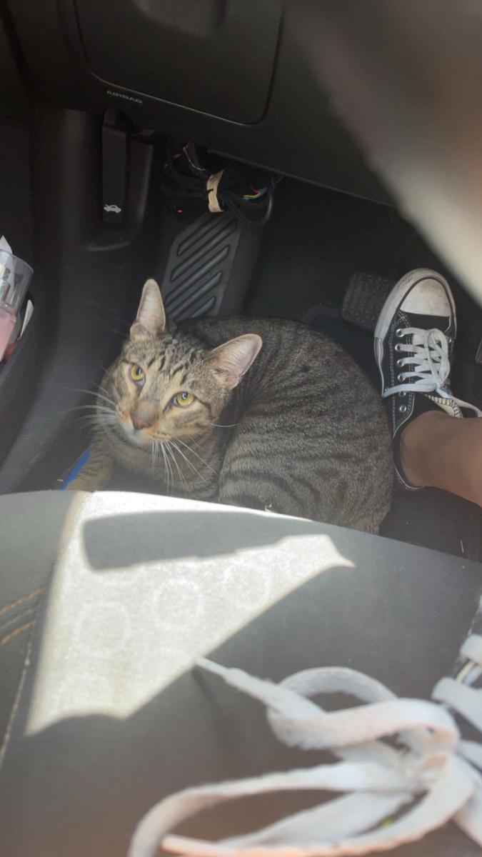 Image of Amos, Lost Cat