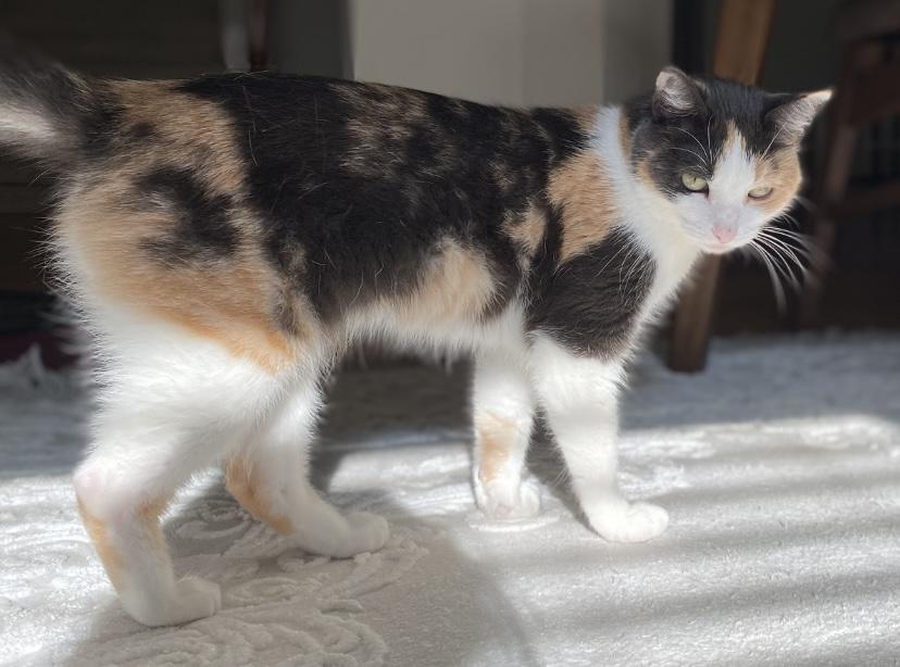 Image of Katyusha, Lost Cat