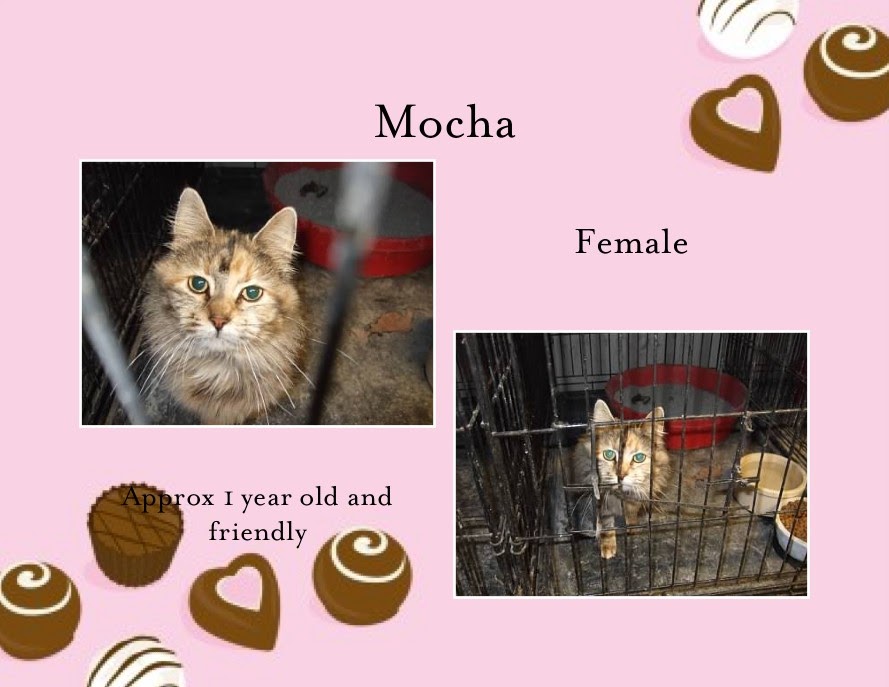 Image of Mocha, Lost Cat