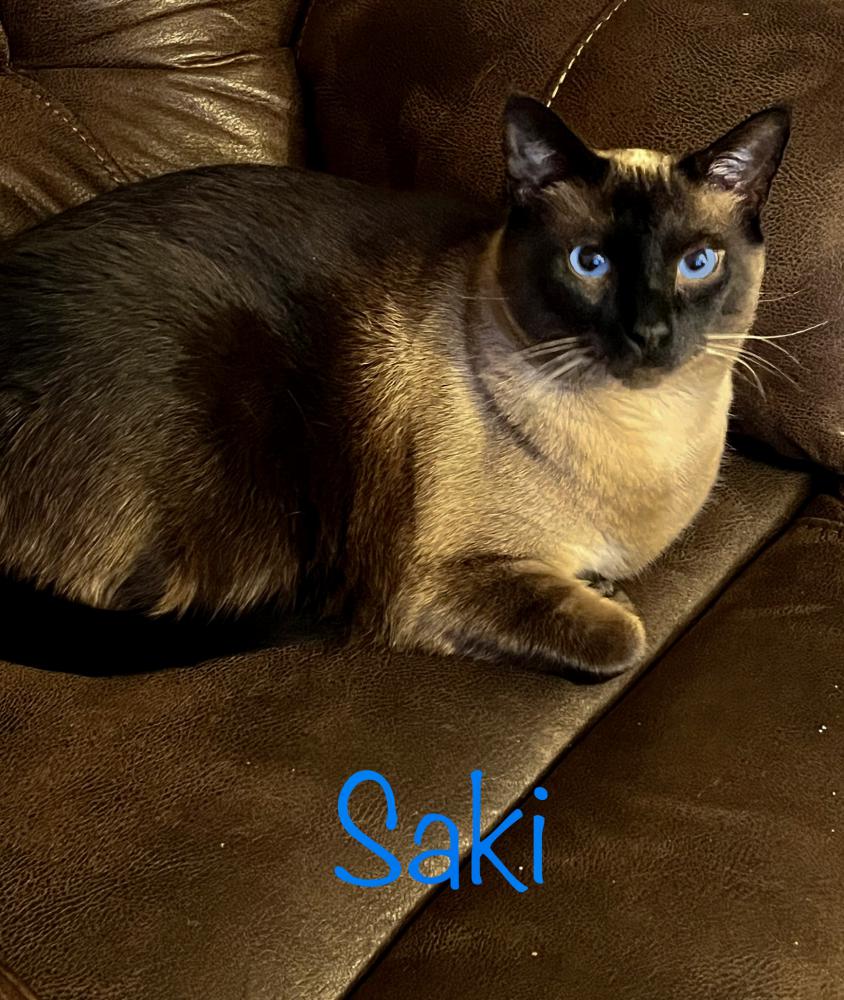 Image of Saki, Lost Cat
