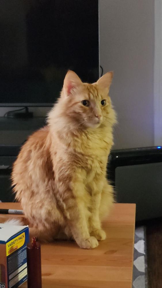 Image of Freyr, Lost Cat