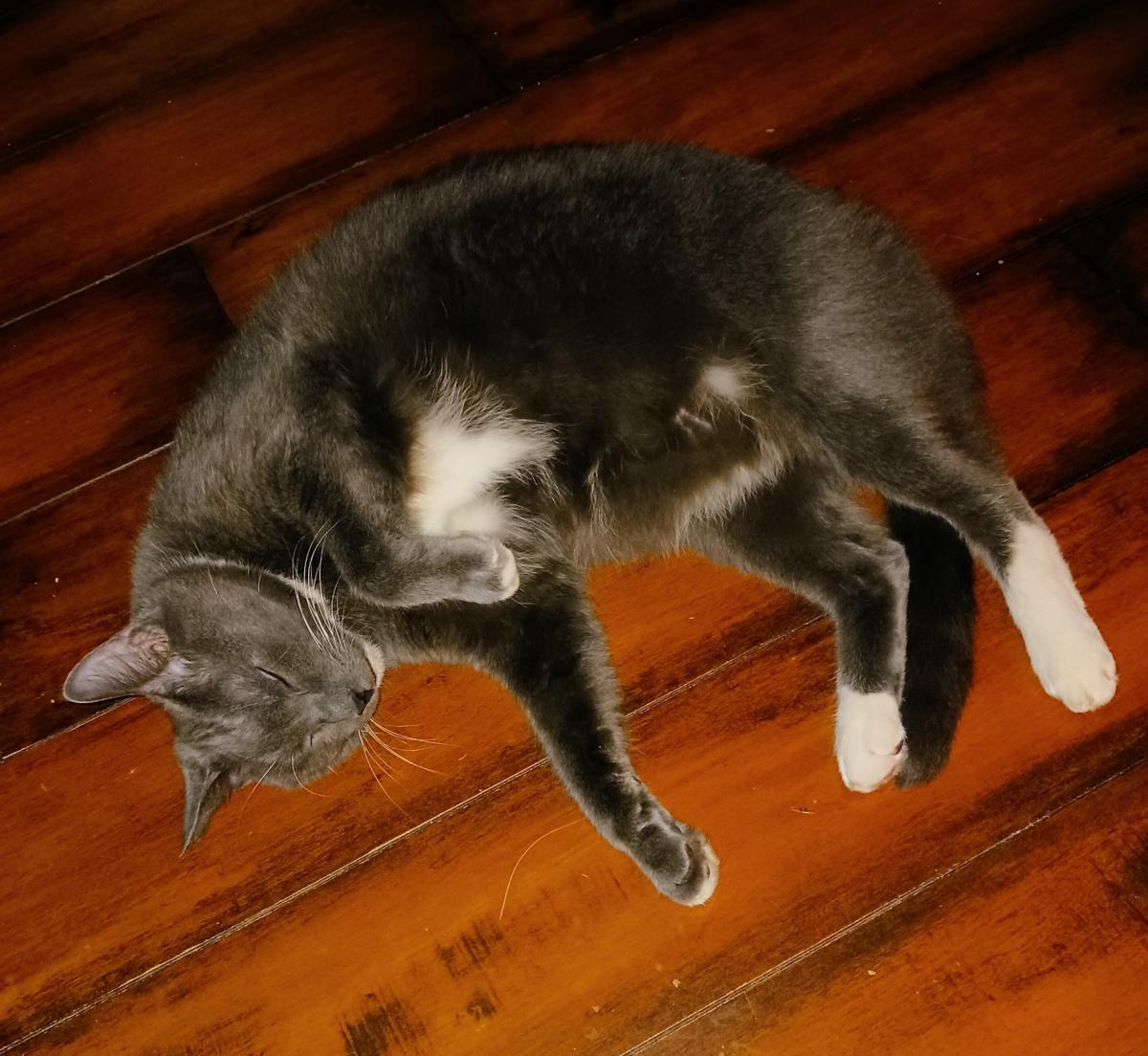 Image of Turbo, Lost Cat