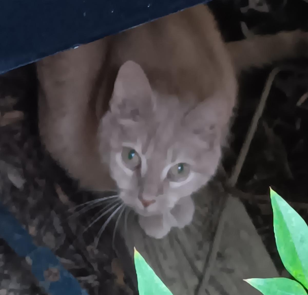 Image of McKenzie, Lost Cat