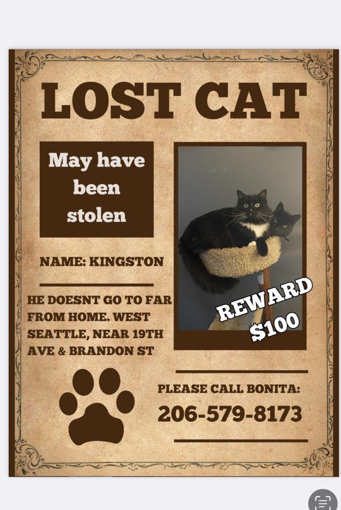 Image of Kingston he, Lost Cat