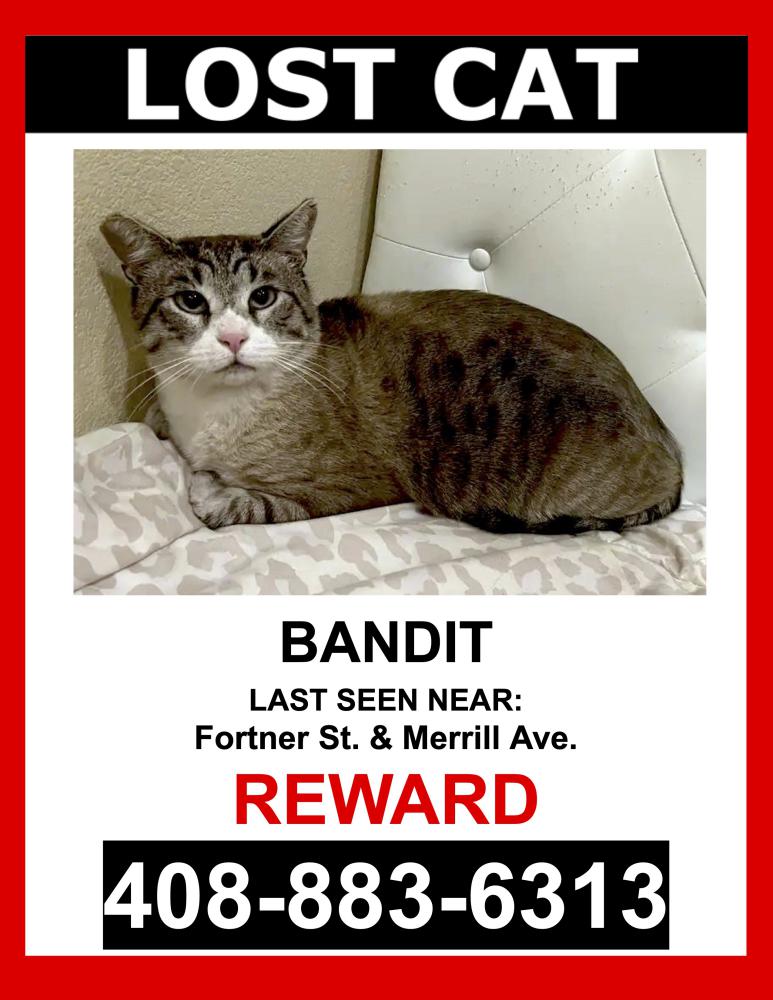 Image of Bandit, Lost Cat