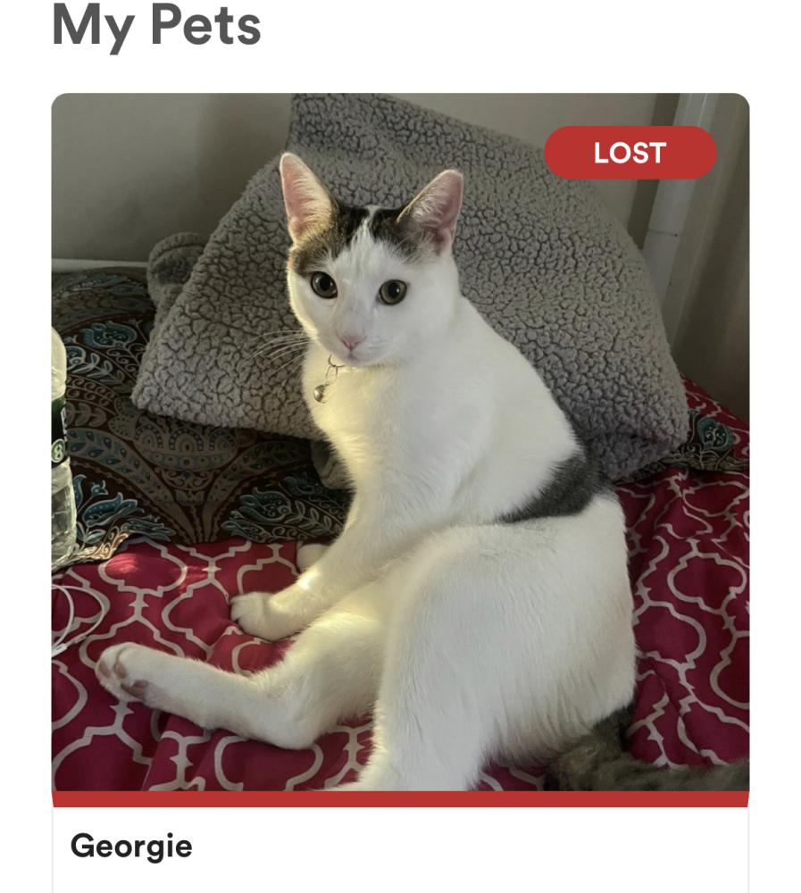 Image of Georgie, Lost Cat