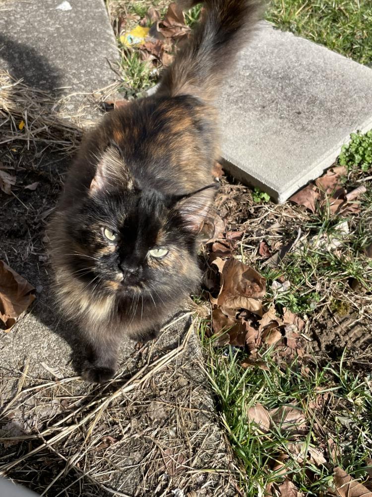 Image of Moomoo, Lost Cat