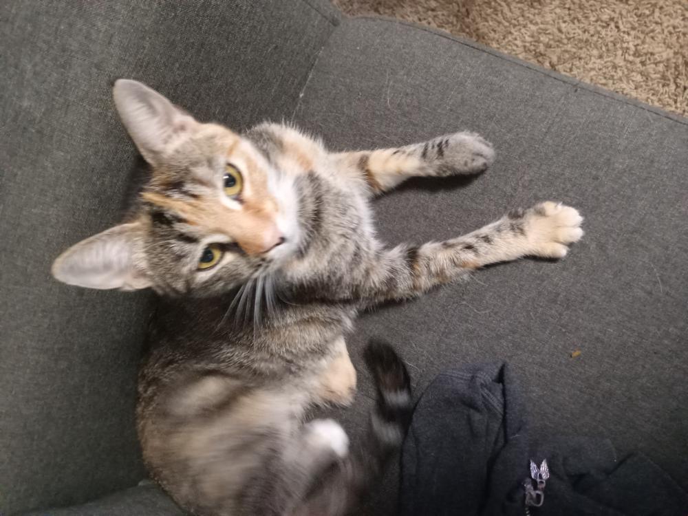 Image of Lily Pad, Lost Cat