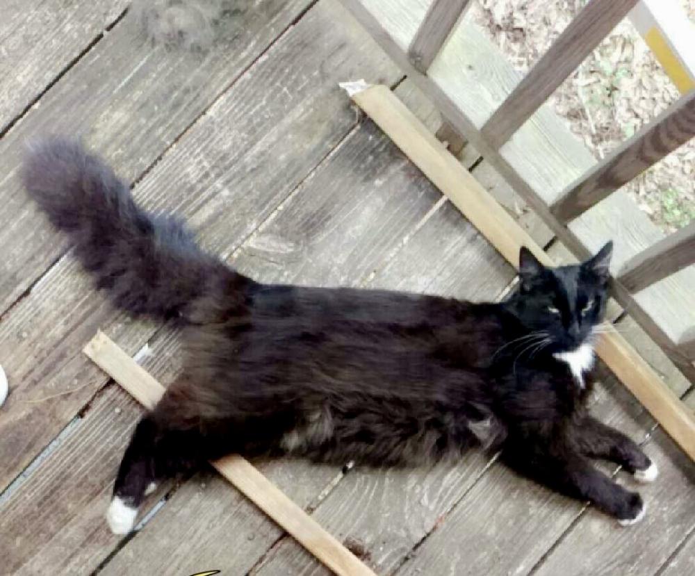 Image of scoots, Lost Cat
