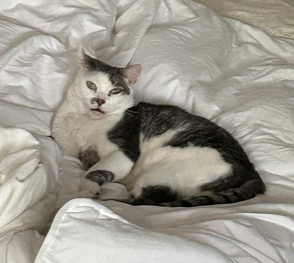 Image of Olive/Kitty, Lost Cat