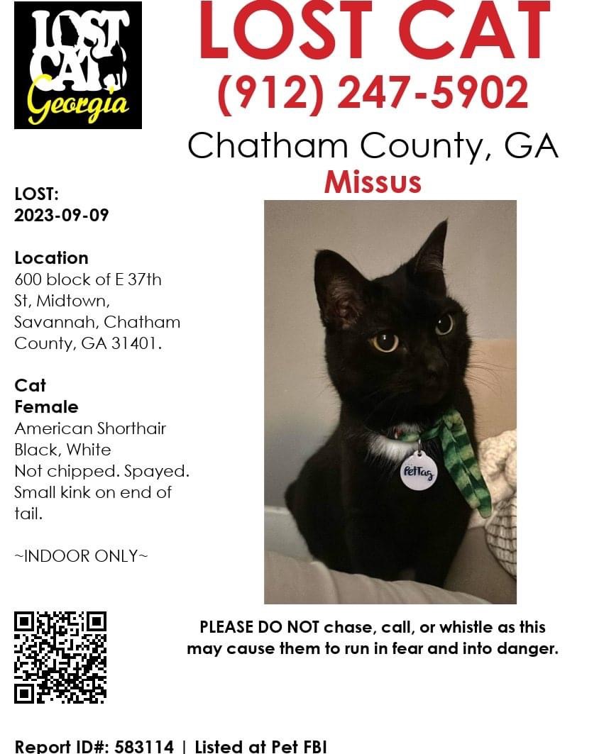 Image of Missus, Lost Cat