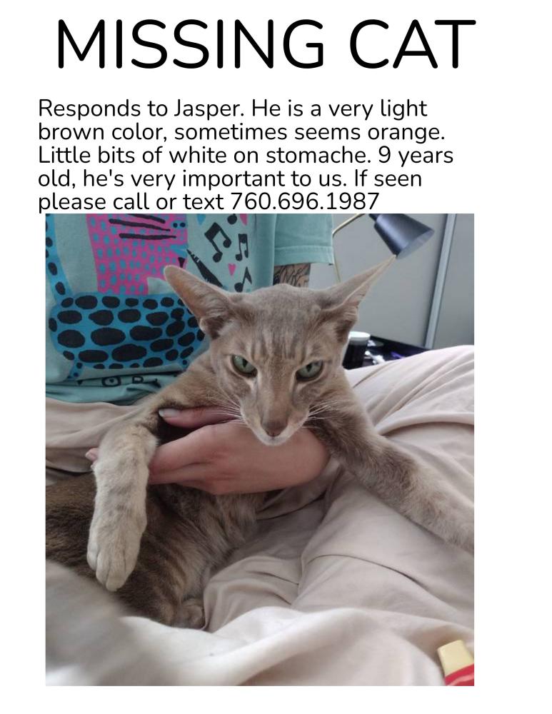 Image of Jasper, Lost Cat