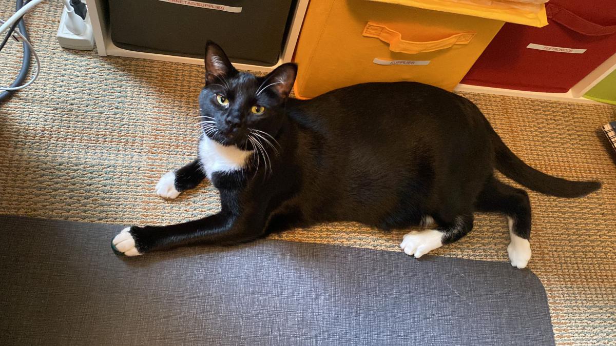 Image of Bella (tuxedo color), Lost Cat