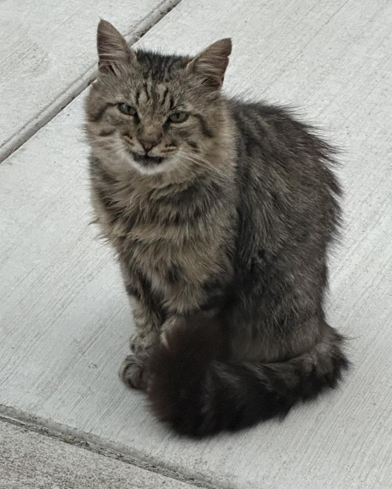 Image of Unknown (Brownie), Lost Cat