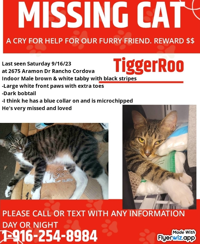 Image of TiggerRoo, Lost Cat