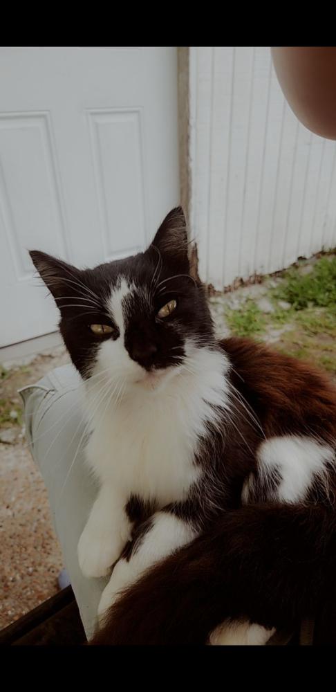 Image of Kitty, Lost Cat