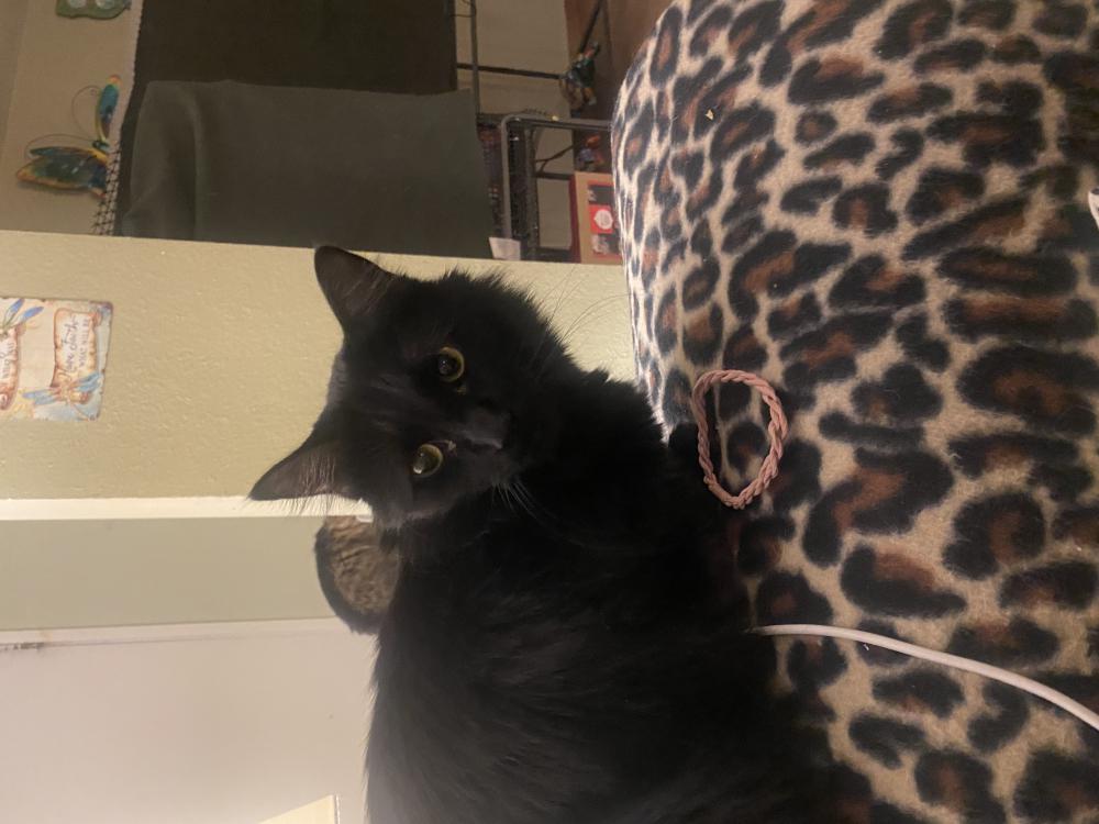 Image of Onyx or Chi Chi, Lost Cat