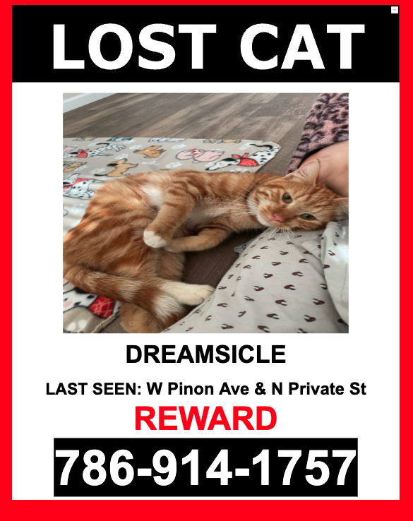 Image of Dreamsicle, Lost Cat