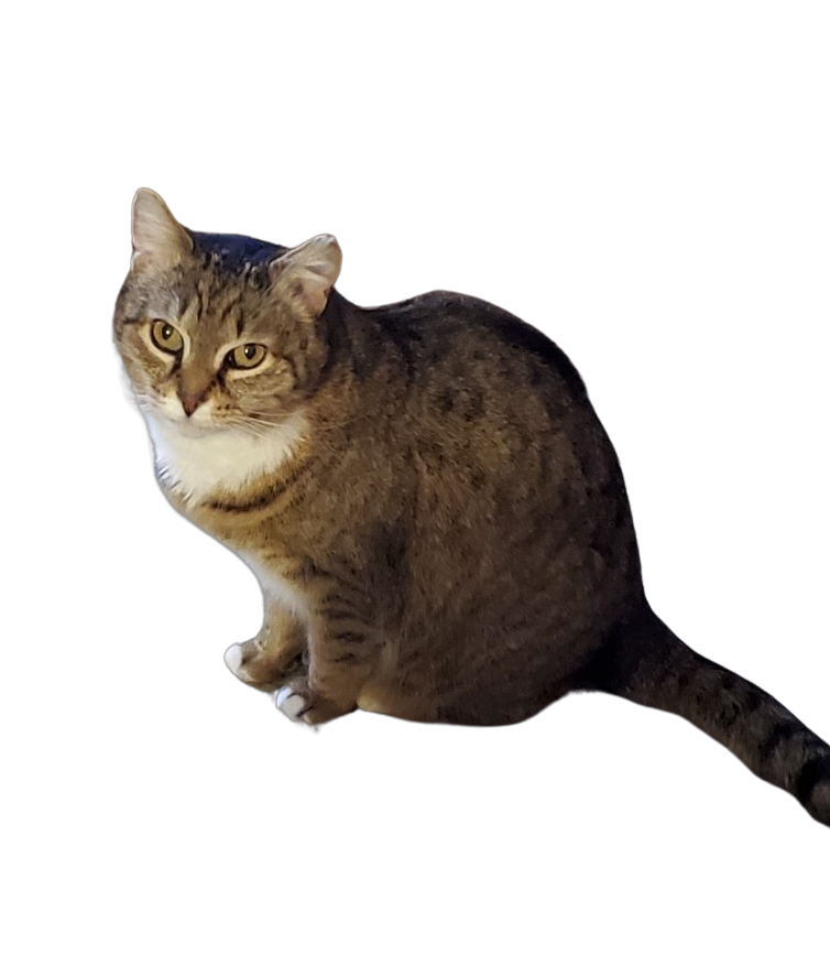 Image of Bibbers, Lost Cat