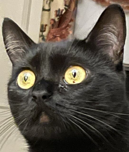 Image of GiGi, Lost Cat