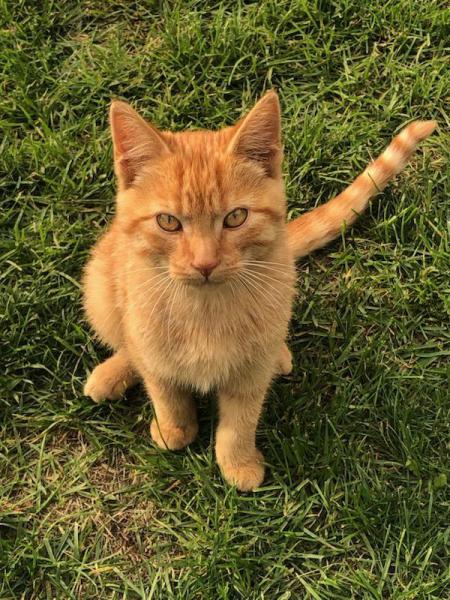 Image of Jasper-4 mo orange t, Lost Cat