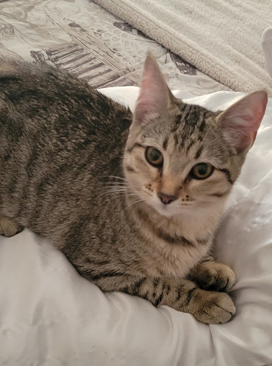 Image of Cleo or Baby, Lost Cat