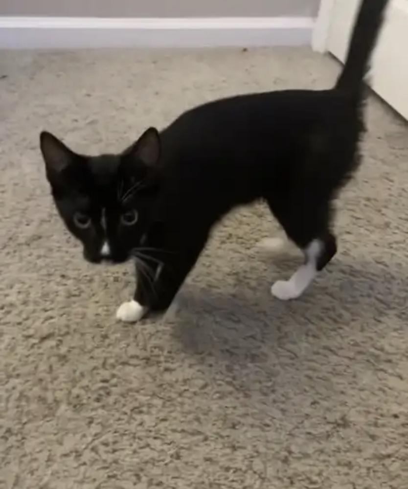 Image of Felix (Warhol), Lost Cat