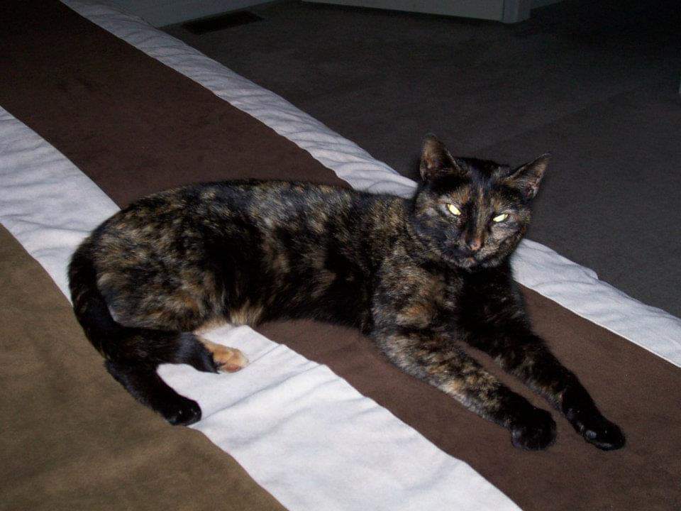 Image of Abigail, Lost Cat