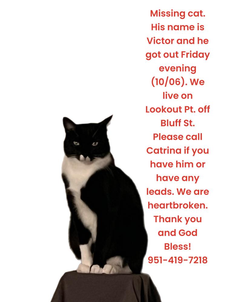 Image of Victor, Lost Cat