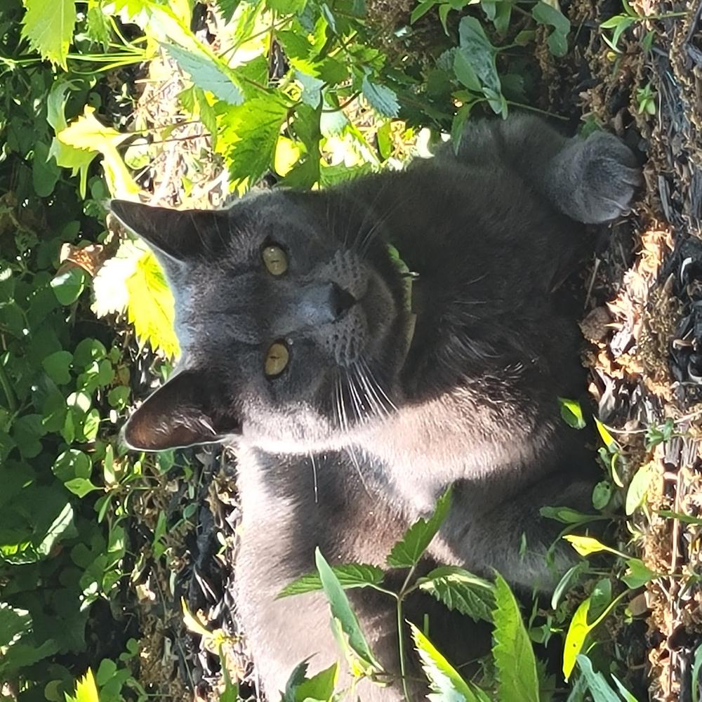 Image of ROCKY, Lost Cat