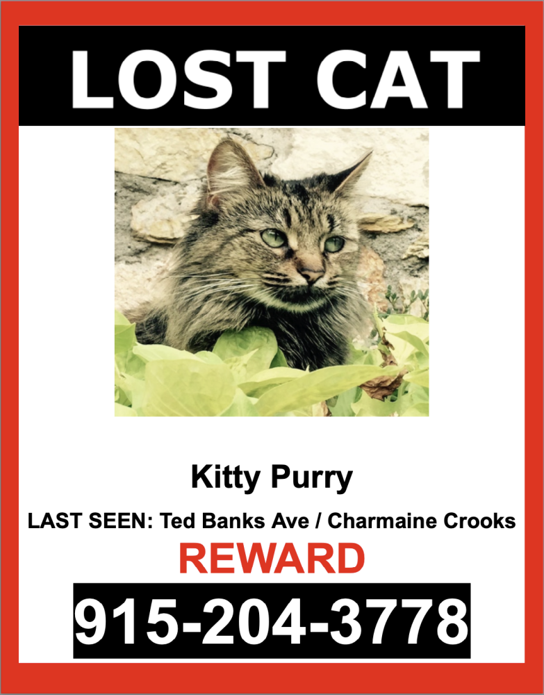 Image of Kitty Purry, Lost Cat